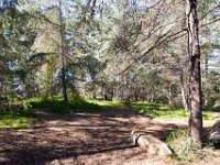 Griffith Park - Cedar Grove-29