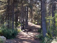 Dog Walking - Forest