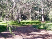 Griffith Park - Cedar Grove-31