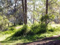 Griffith Park - Cedar Grove-33