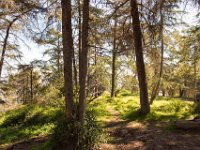 Griffith Park - Cedar Grove-38