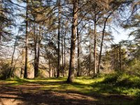 Griffith Park - Cedar Grove-39