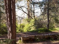 Griffith Park - Cedar Grove-46