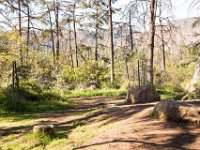 Griffith Park - Cedar Grove-49