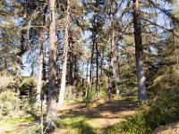 Griffith Park - Cedar Grove-54