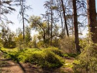 Griffith Park - Cedar Grove-57