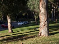 Elysian Park - area 4-9